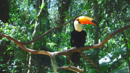 ブラジルの鳥 トゥカーノ の生態を解説 日本で見られる場所も紹介 ぶらブラ