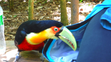 ブラジルの鳥 トゥカーノ の生態を解説 日本で見られる場所も紹介 ぶらブラ