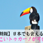 ブラジル音楽の超有名曲7選 各ジャンルの特徴まとめ ぶらブラ