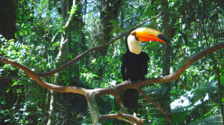 ブラジルの鳥「トゥカーノ」の生態を解説！日本で見られる場所も紹介