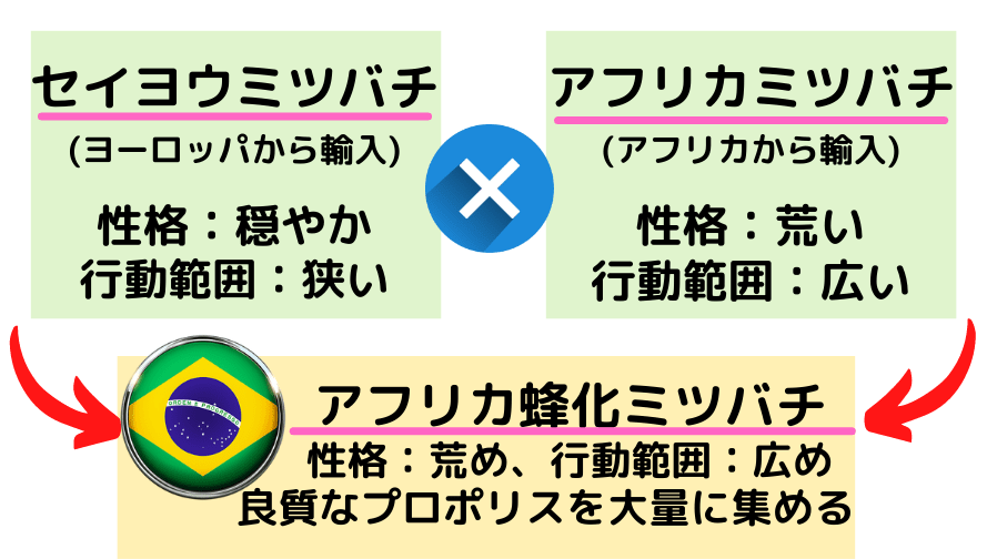 ブラジル産プロポリスの効能がすごい!「世界最高」の理由と人気商品3つ - ぶら〜りブラジル